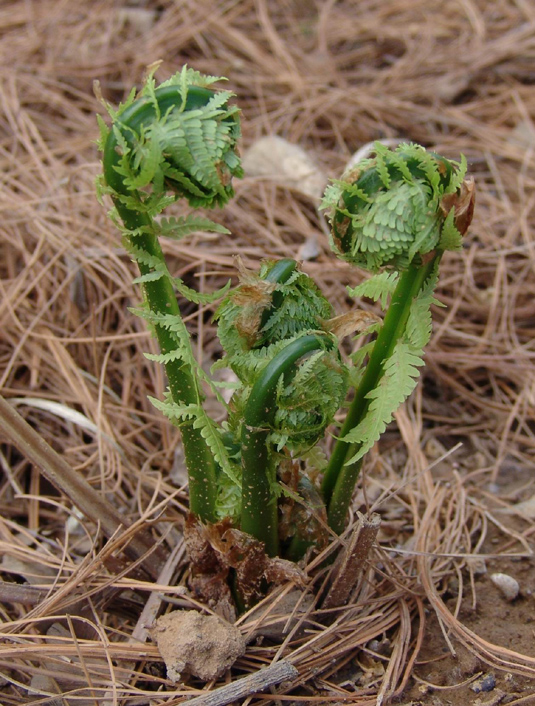 东北的野山菜河鲜