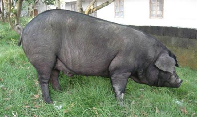 土猪养殖加盟回收价格