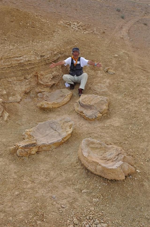 蒙古国发现3个超过1米的巨型恐龙足迹化石推测恐龙体长超过30米