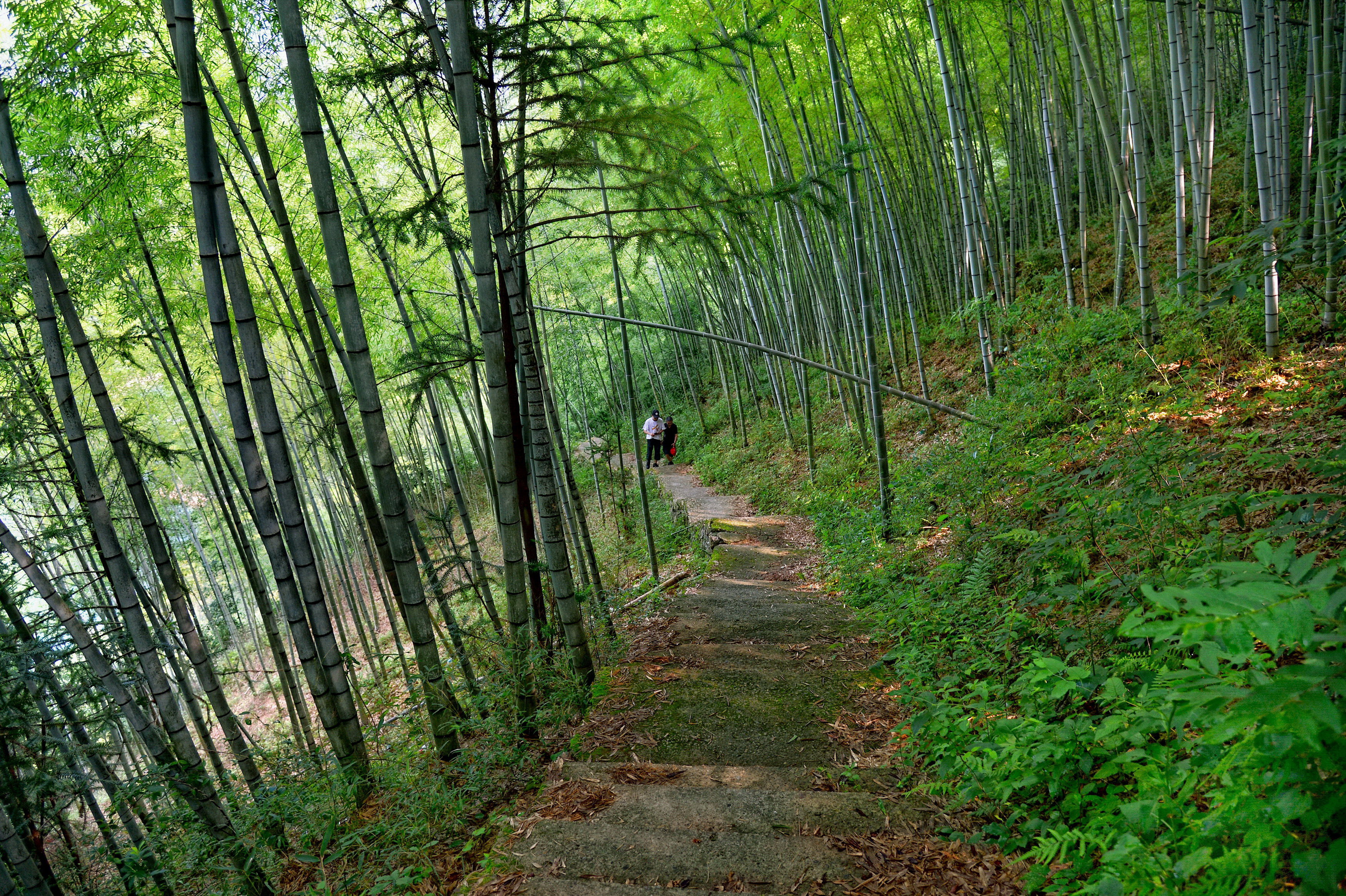 山间竹林小路图片