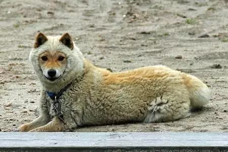 早期生活在山陰地區,據研究,山陰柴犬和韓國的珍島犬以及紀州犬血緣很