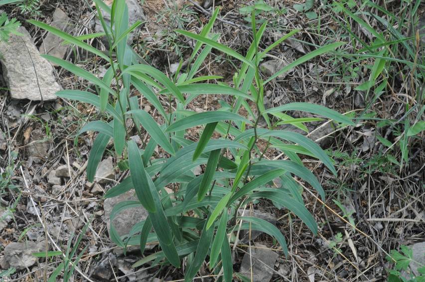 小柴胡图片大全 植物图片