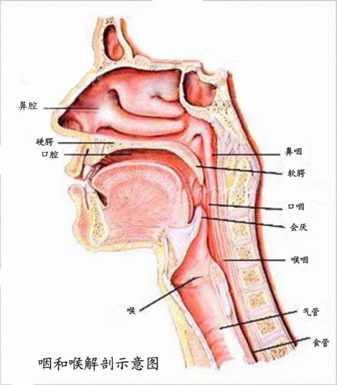 扁桃体周围解剖结构图片
