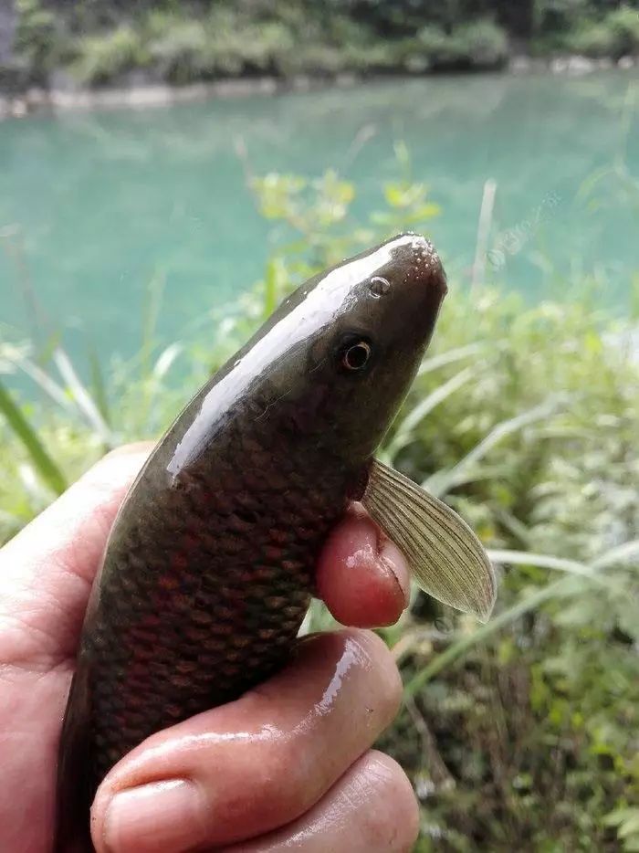 這魚躍出水面似閃電流光煎魚時自行出油不沾鍋