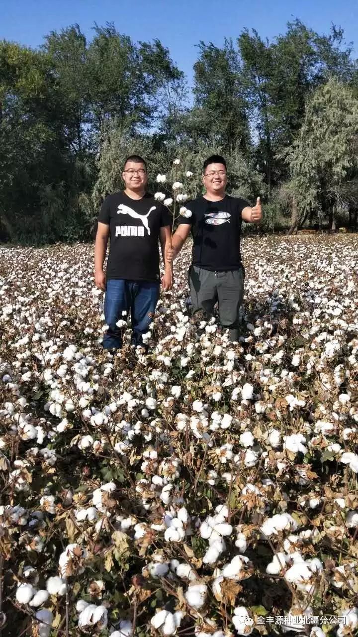 巴棉66棉花品种图片