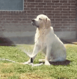 狗舔水表情包图片