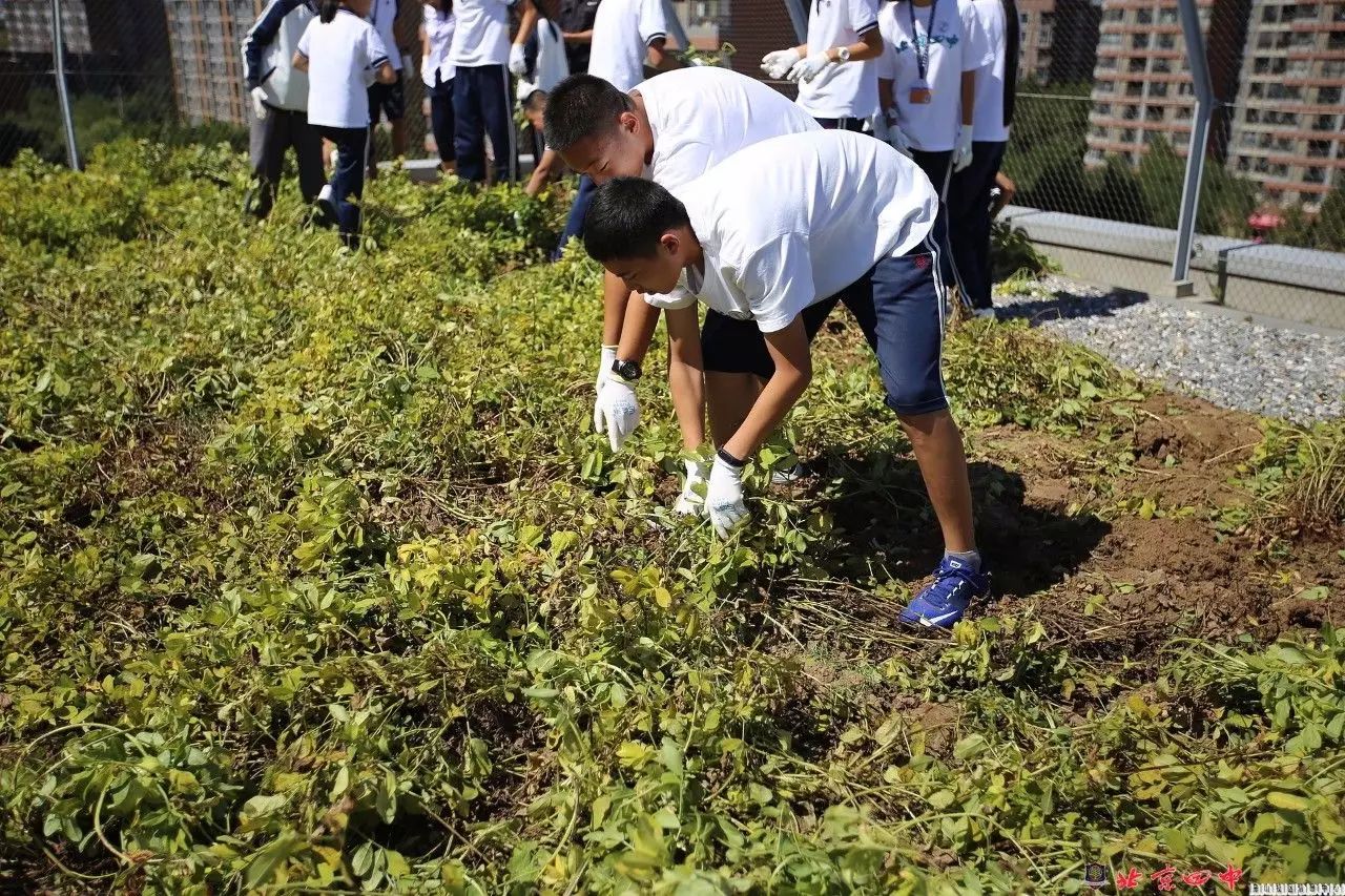 妙趣花生北京四中房山校區2017秋季花生收穫節