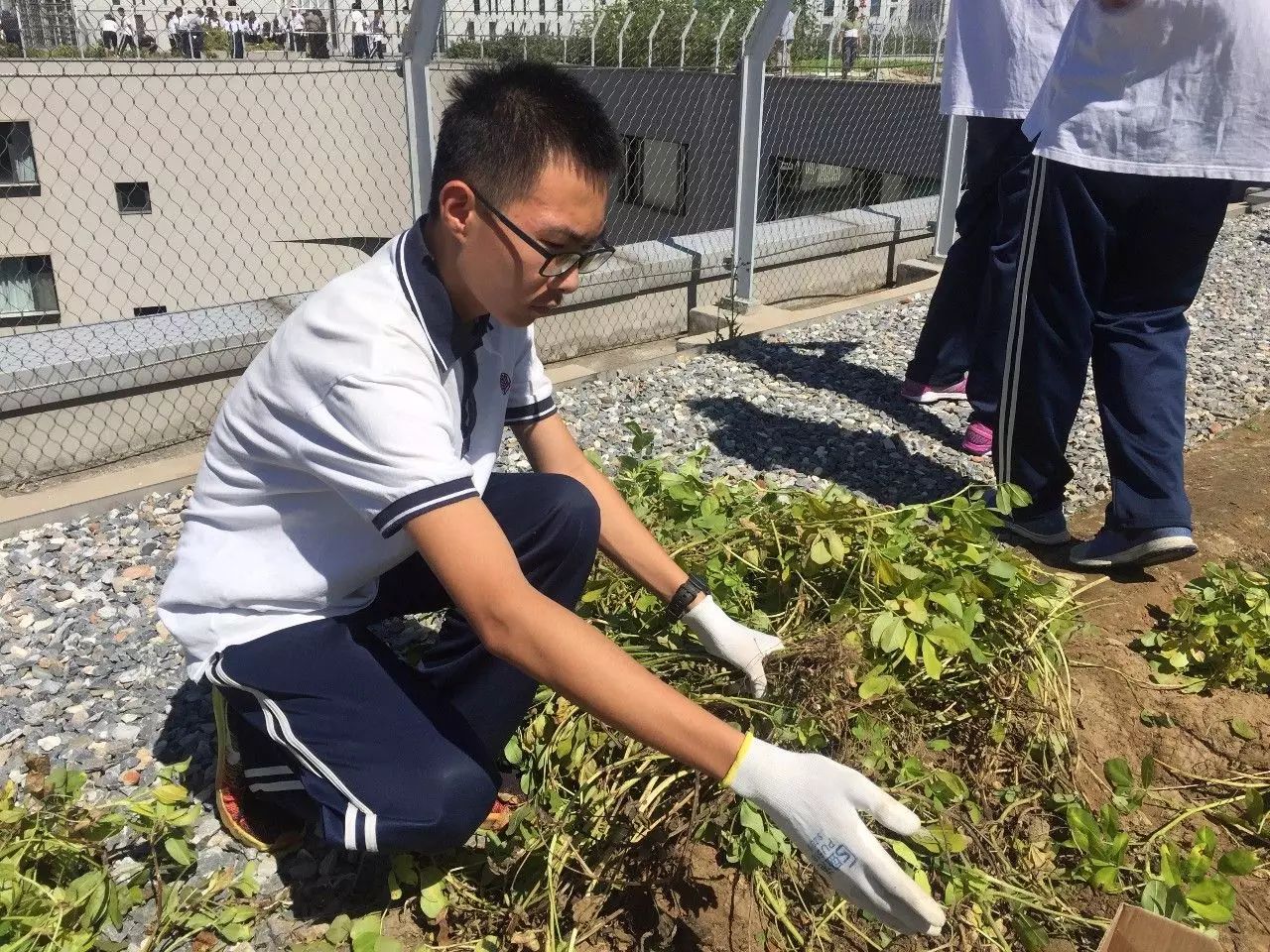 妙趣花生北京四中房山校區2017秋季花生收穫節