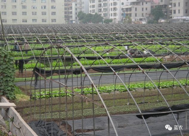 棚菜緩苗慢,找找這些原因