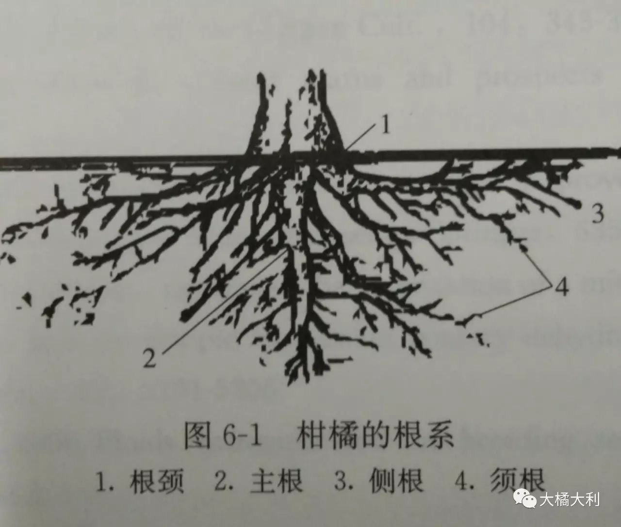 葡萄根系图解图片