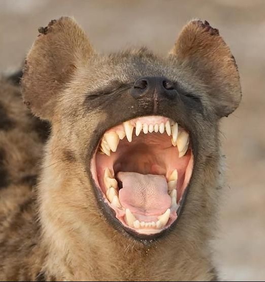 非洲二哥鬣狗的咬合力在动物世界中排行老几
