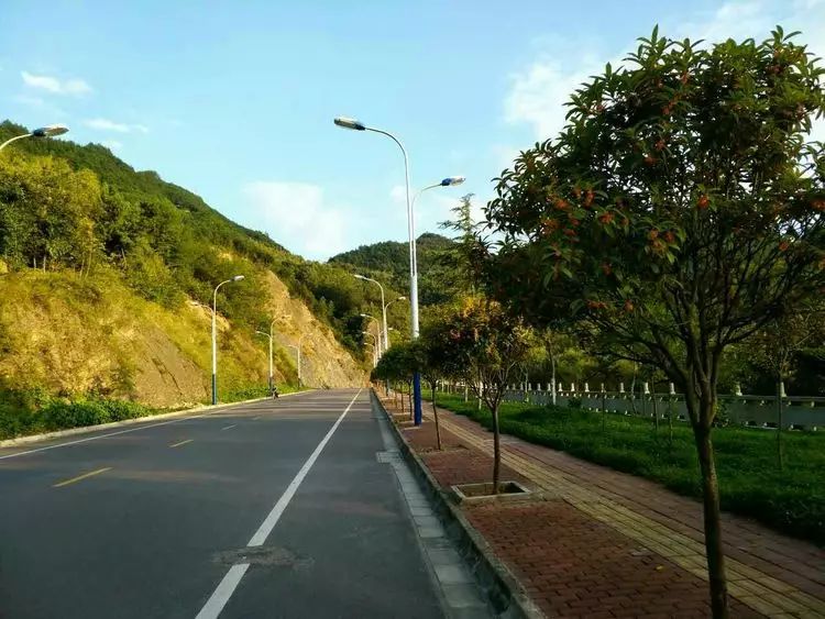 宁强有条桂花路浓香扑鼻名副其实的香飘十里