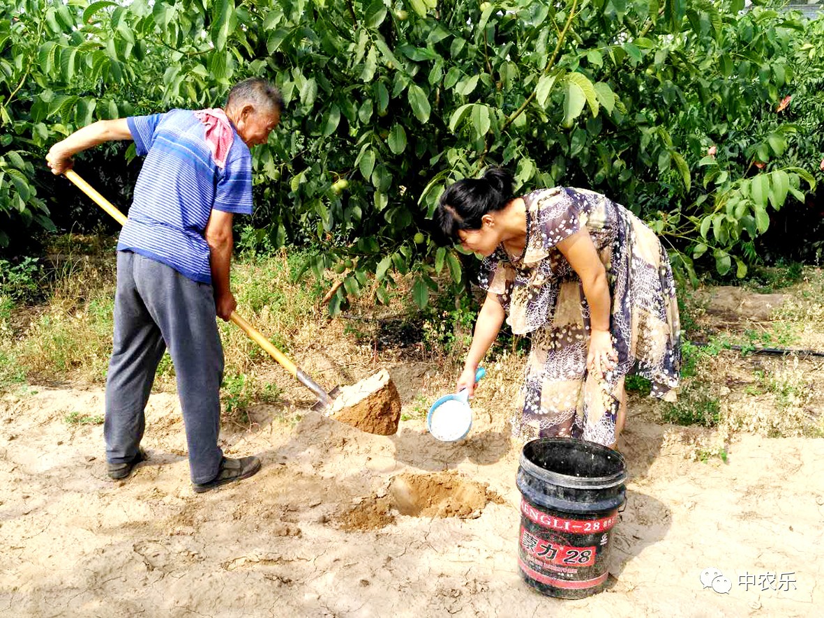 挖一锨土施一瓢肥这是在给果园埋地雷