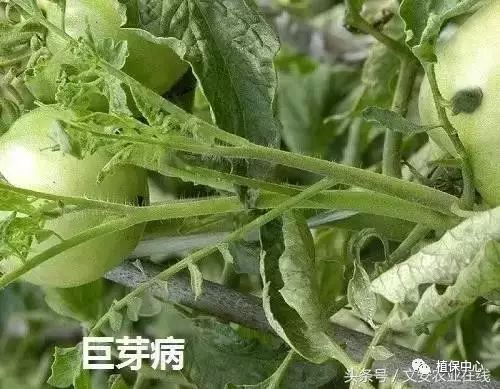 24,細菌性斑疹病25,細菌性瘡痂病26,細菌性潰瘍病27,細菌性軟腐病28