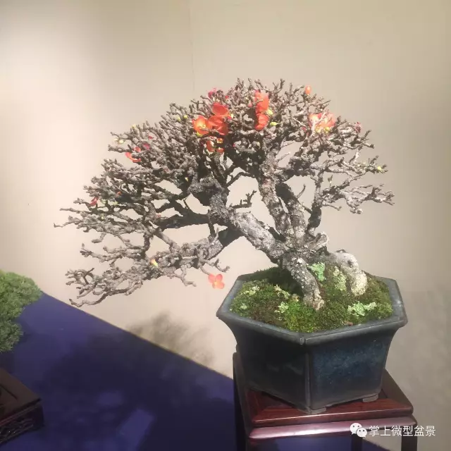 枯梢式盆景制作方法与精品欣赏