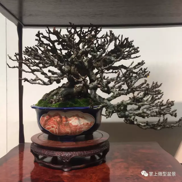 枯梢式盆景制作方法与精品欣赏