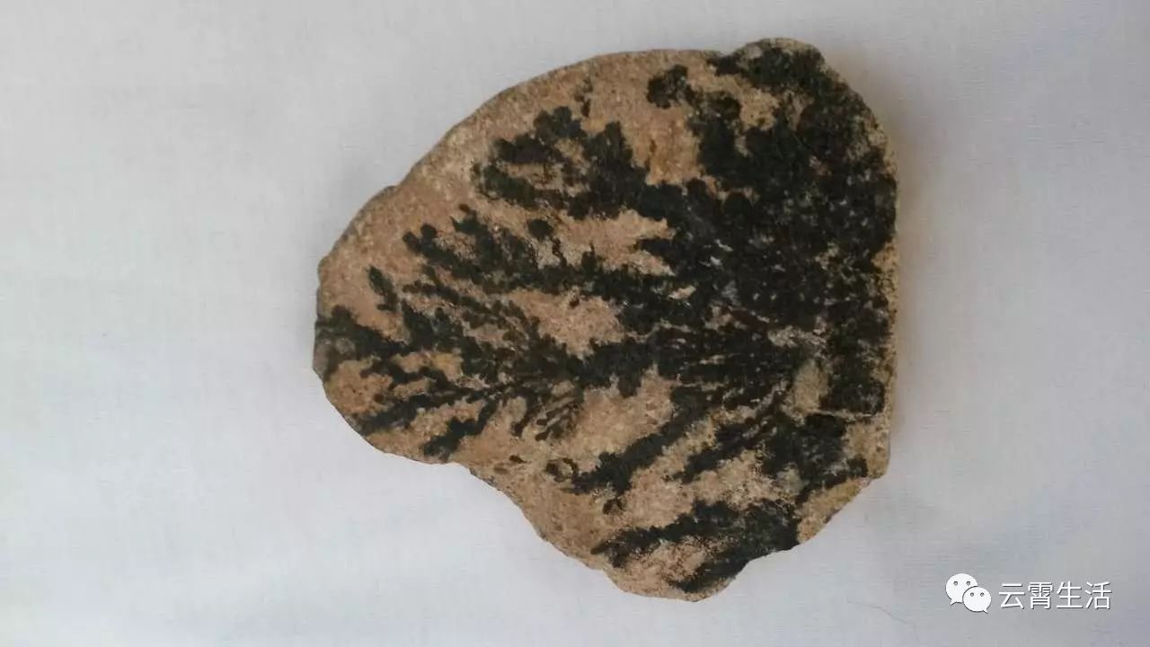 真正的海藻化石图片图片