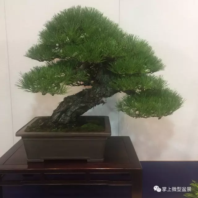 枯梢式盆景制作方法与精品欣赏