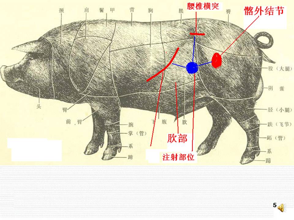 老刘养猪培训解剖腹腔注射2
