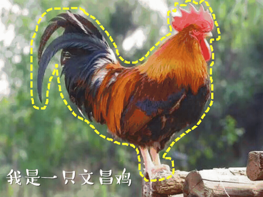微信养鸡动态表情包图片