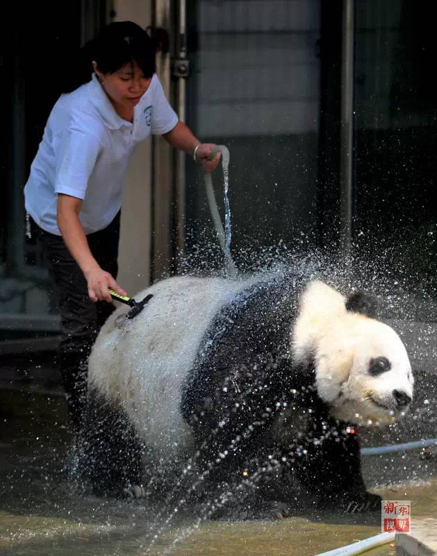 熊猫巴斯饲养员施飞宁图片