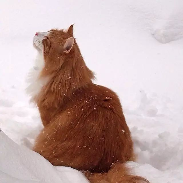 嘿你了解我吗名猫百科之挪威森林猫vol三