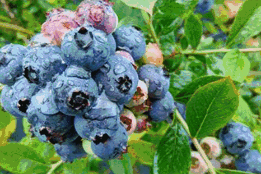 怀宁蓝莓
