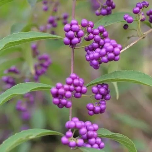 紫色野生小果实图片