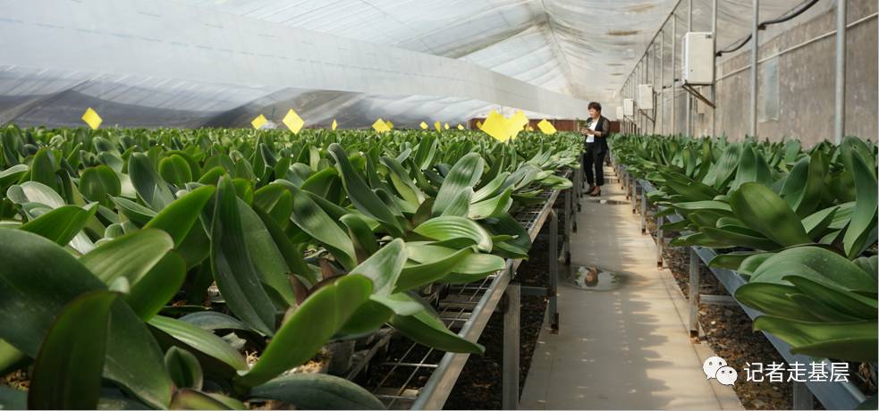 2016年李倩云把5万株蝴蝶兰引进到了花卉基地2016年开始培育种植