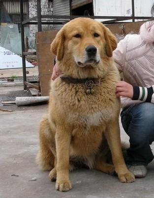 中华田园犬的北方品系垂耳东北大笨狗颜值气质完全不输金毛