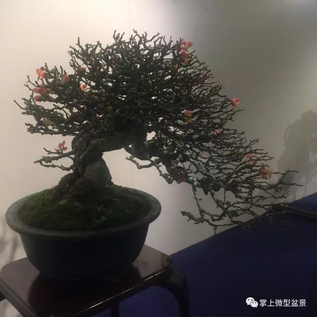 枯梢式盆景制作方法与精品欣赏