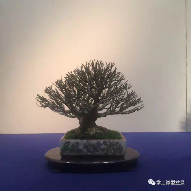 枯梢式盆景制作方法与精品欣赏