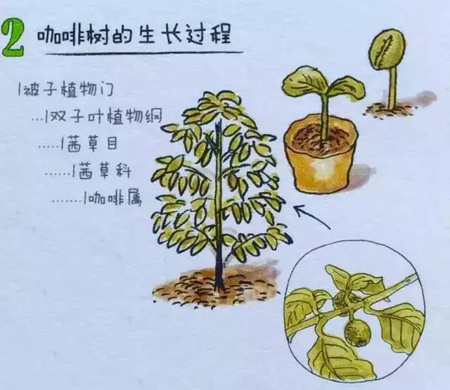 咖啡种植自然条件图片