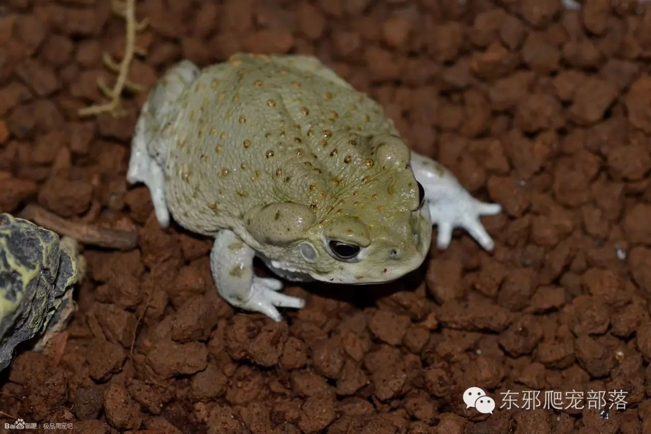 沙漠蟾蜍图片