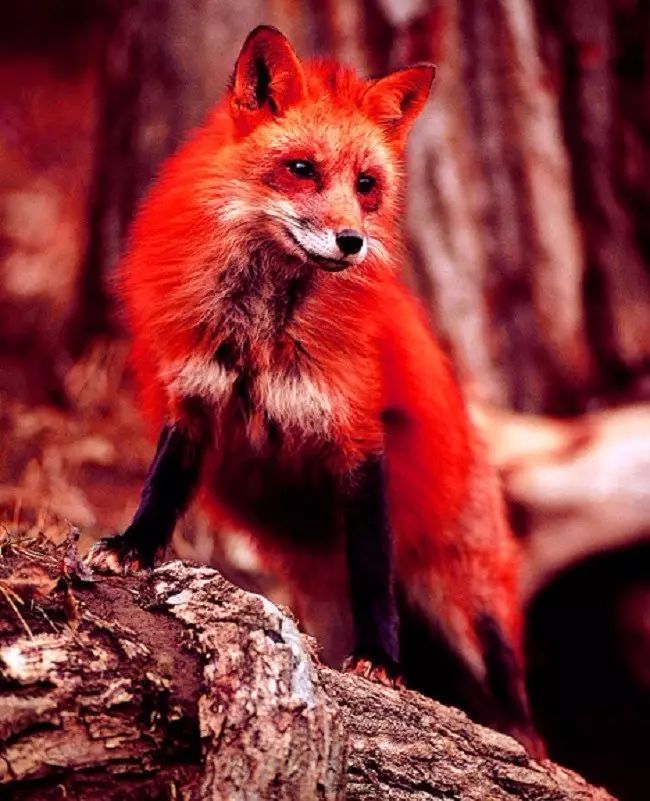 红色狐仙图片