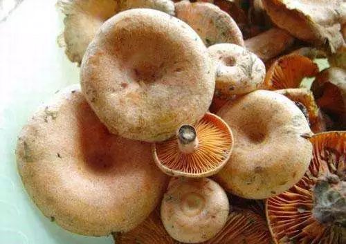 松菇是几种松茅野生菌的俗称,平常人们经常将松磨