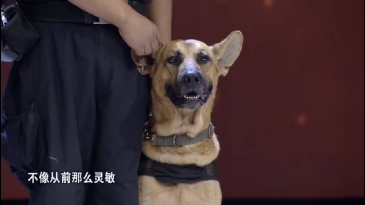 警犬电影黑虎图片