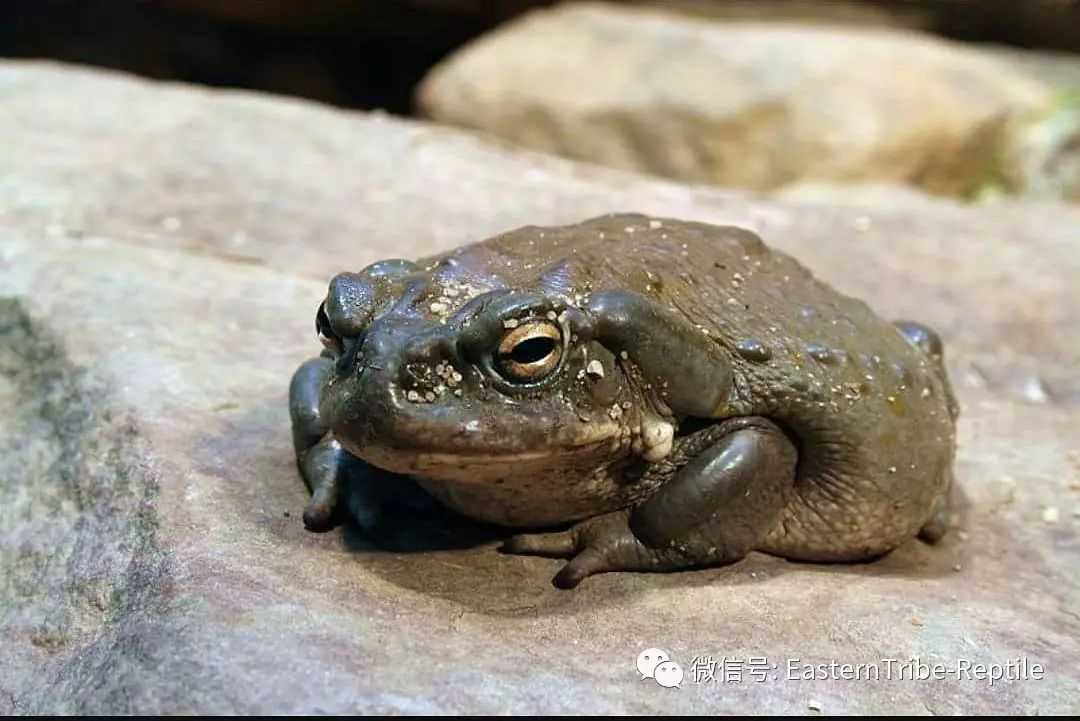 沙漠蟾蜍图片