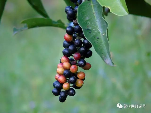 德庆村民种植的这种黑果子,史书记载竟是慈禧太后用于延年益寿,安神