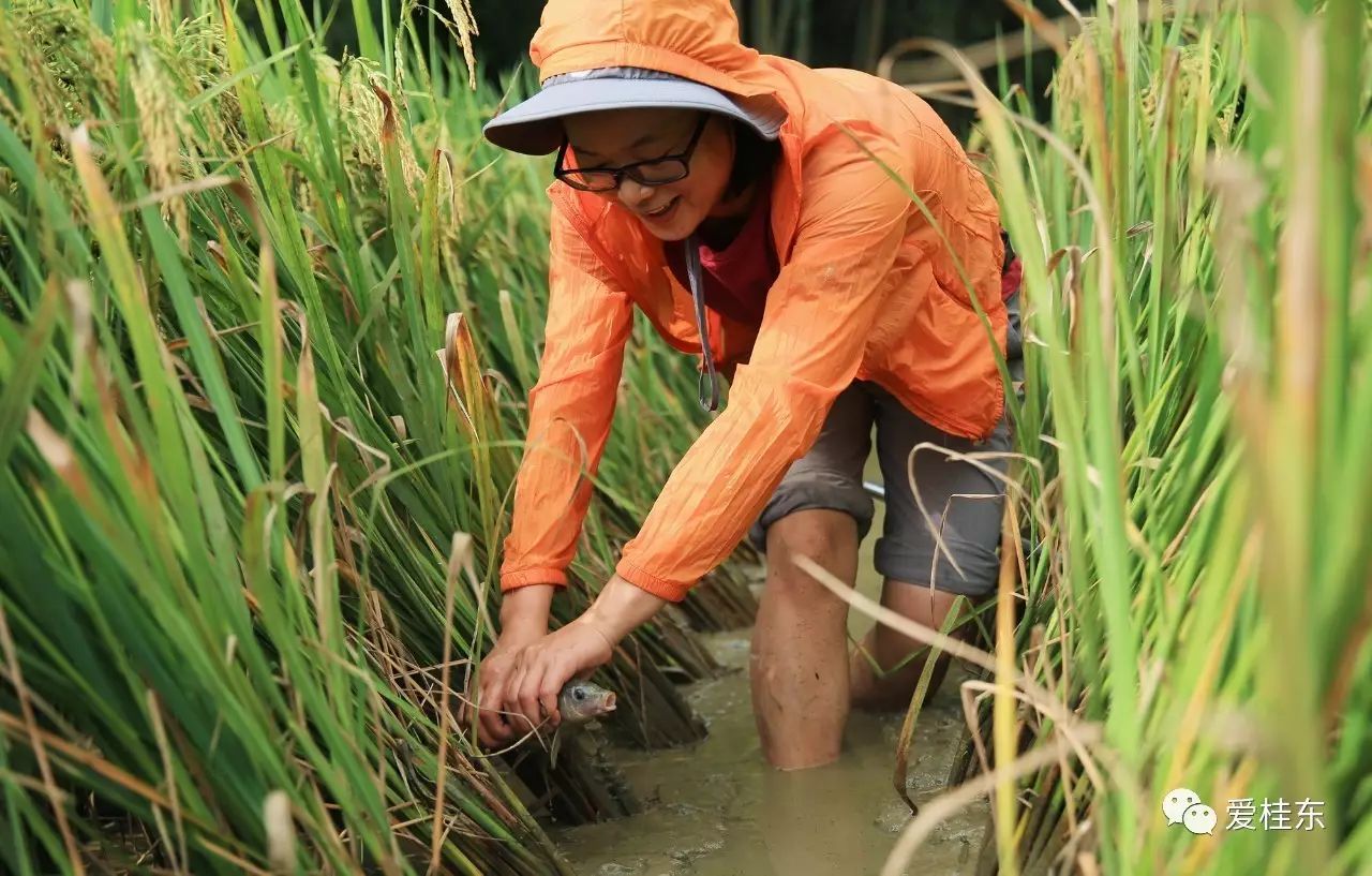 美麗鄉村| 桂東勝利舉辦2017年首屆高山禾花魚美食文化節