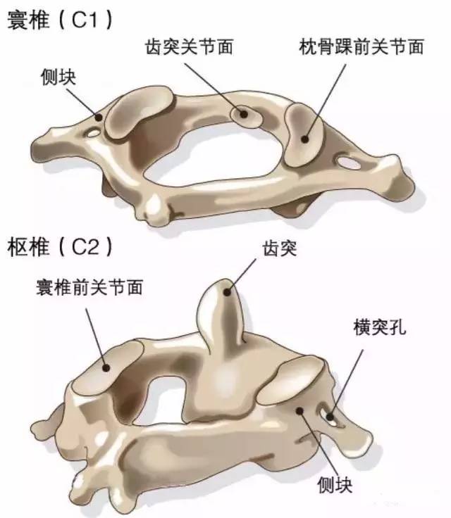 寰椎位置图图片