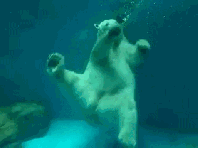 北极熊gif图片大全图片