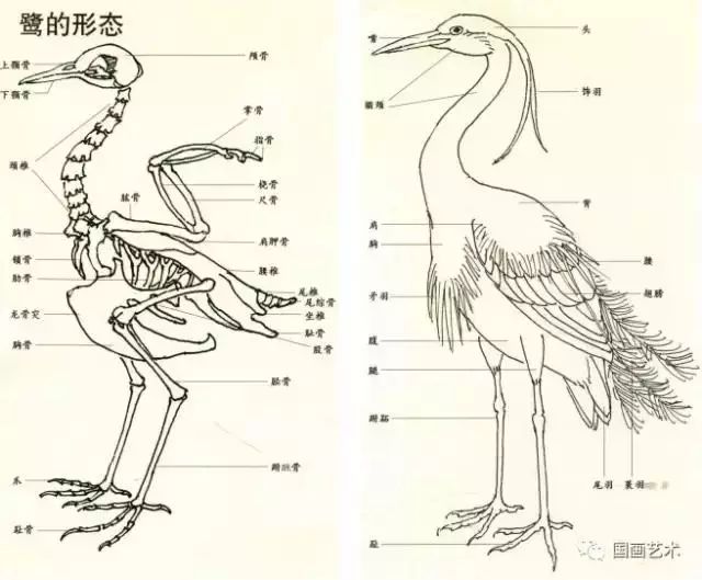 花鸟画技法教程鹭的写意画法国画苍鹭和芦苇的画法