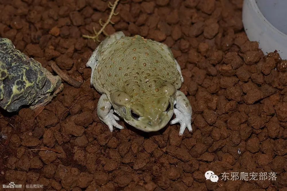 科罗拉多河蟾蜍图片