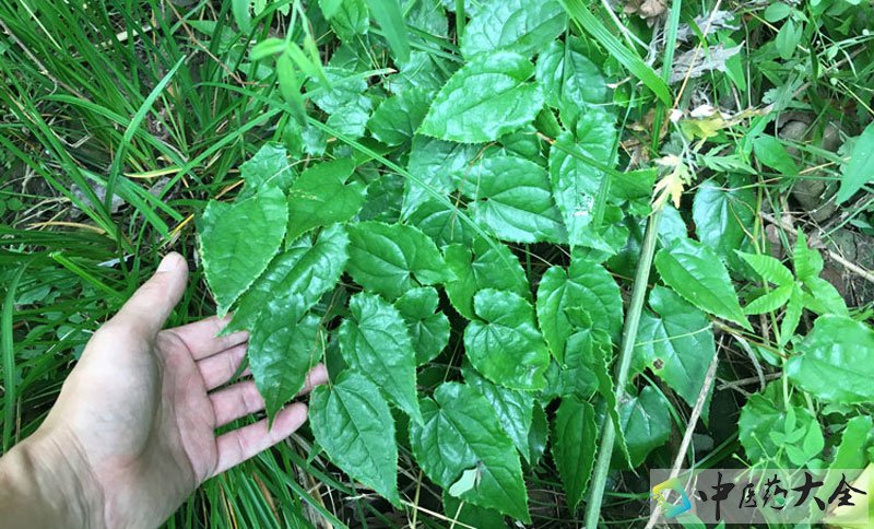 一味草药,羊比较喜欢吃的,所以说羊的肾很好呢,淫羊藿也具有补肾壮阳