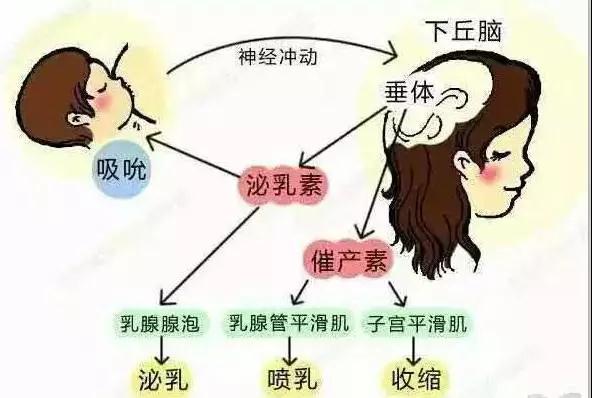 成都催乳师林老师:用乳汁分泌图来学习催乳,通乳