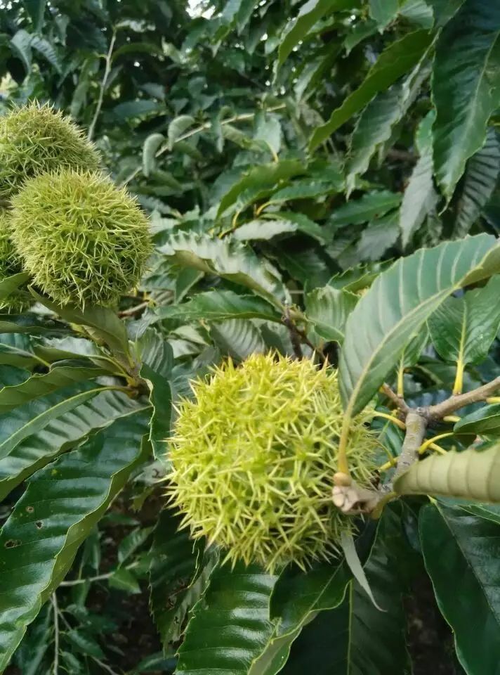 沂山栗子節沂山毛栗子熟了你還不來