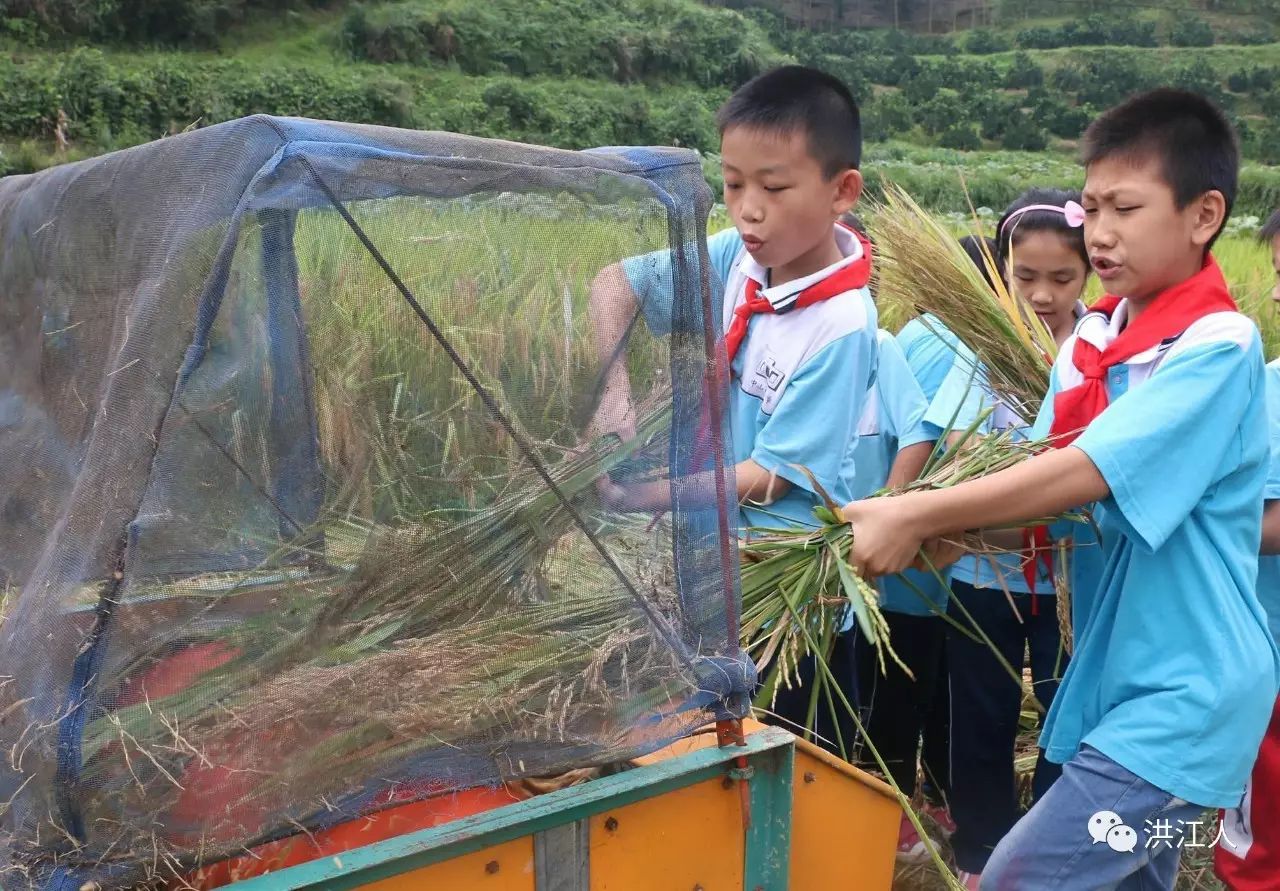 【多图】割稻谷 打谷子 扎草把 拾稻穗,在洪江还有会这些的小学生吗?