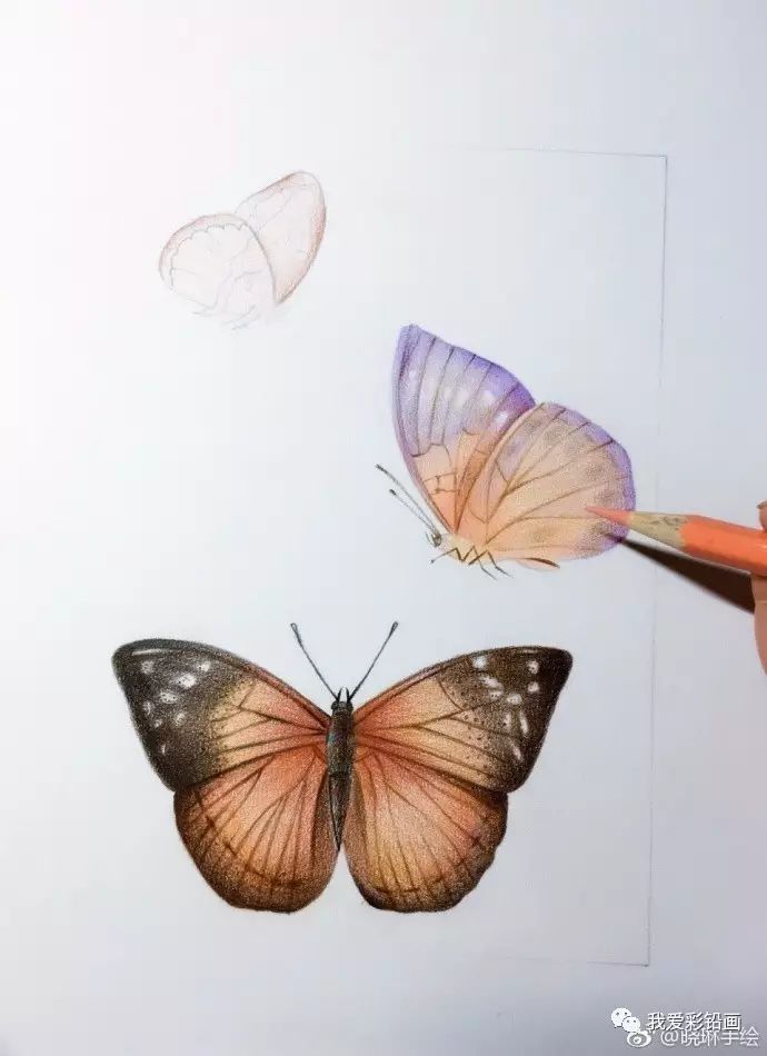 大孔雀蝶怎么画 简单图片