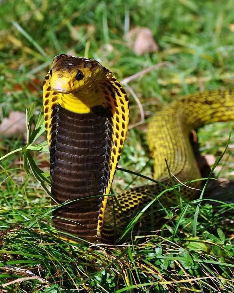 野马毒蛇图片